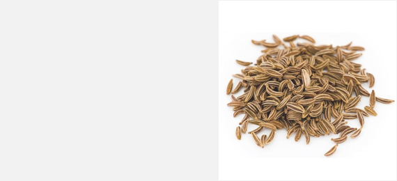 Shanson Exports : An Exporter Of Cumin Seeds, Cumin Seeds Exporter, Cumin Seeds Supplier, Cumin Seeds Producer, Cumin Seeds Singapore Quality, Cumin Seeds Europe Quality, Cumin Seeds Ahmedabad, Cumin Seeds Exporter Gujarat, Cumin Seeds Exporter India.